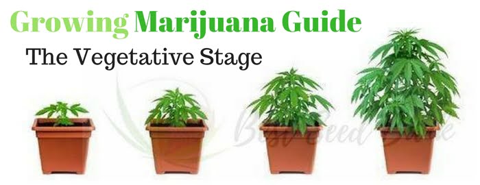 Growing Marijuana Guide The Vegetative Stage | Best Seed Bank