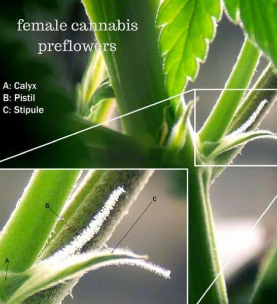 female cannabis preflowers