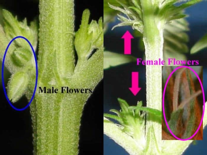 male and female cannabis preflowers.