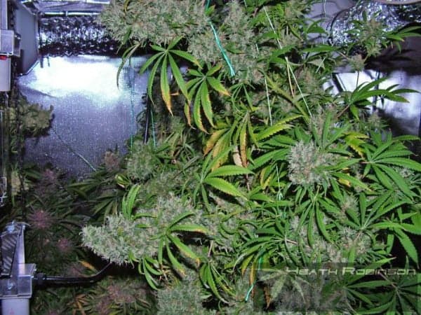 Cannabis Tree grow by Heath Robinson