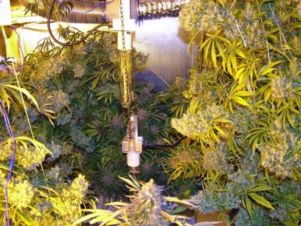 vertical cannabis grow by heath robinson