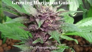 Growing Marijuana Guide - Flowering Stage