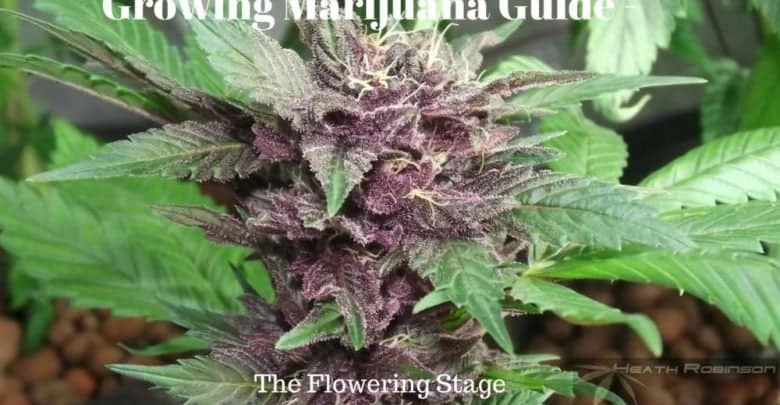 Growing Marijuana Guide - Flowering Stage