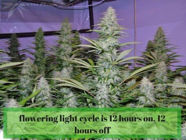  cannabis flowering light cycle is 12 hours on, 12 hours off