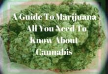 A Guide To Marijuana - All You Need To Know About Cannabis