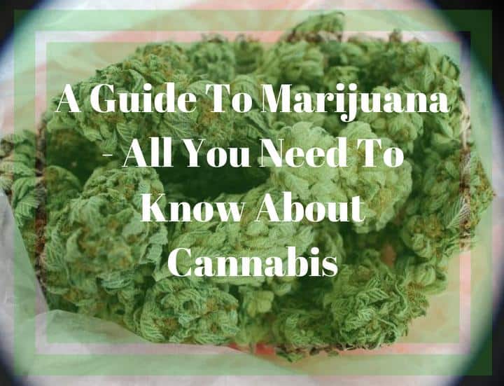 Guide To Marijuana - All You Need To Know About Cannabis