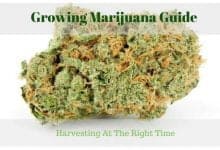 Growing Marijuana Guide - Harvesting At The Right Time