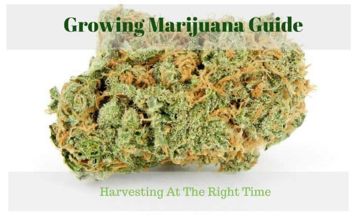Growing Marijuana Guide - Harvesting At The Right Time