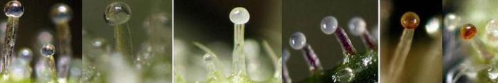 Trichomes are the small resin glands found on your buds