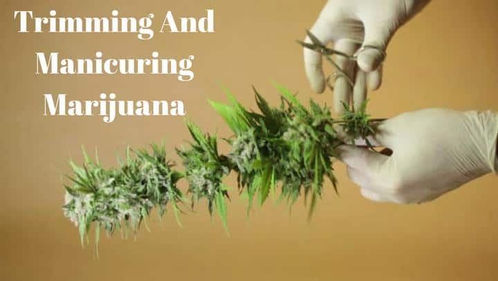 Trimming And Manicuring Marijuana