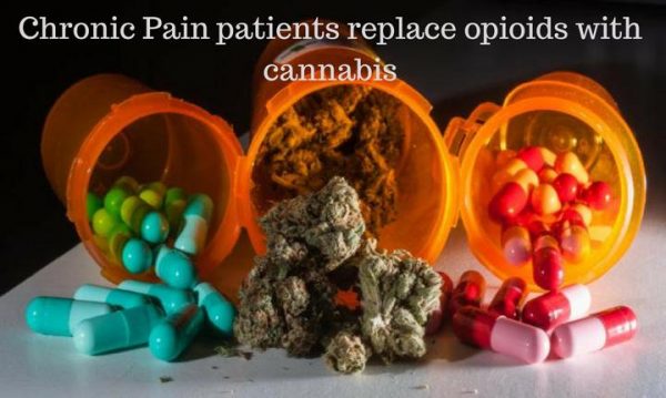 Chronic Pain patients replace opioids with cannabis