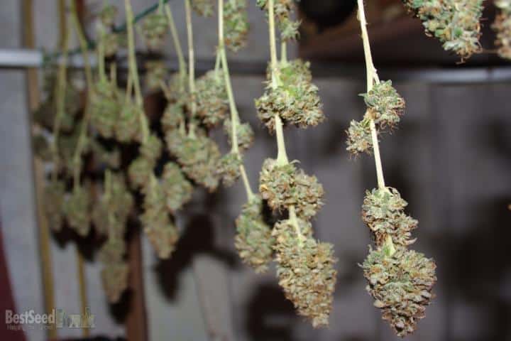 Hanging is the most common way to dry your buds.