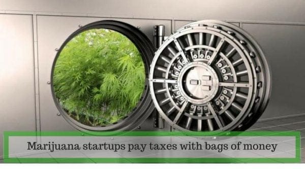 Marijuana startups pay taxes with bags of money