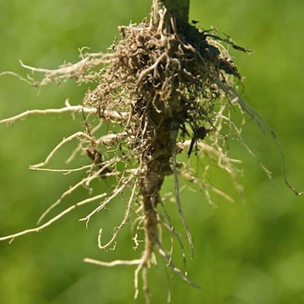 What Do You Do With Cannabis Roots?