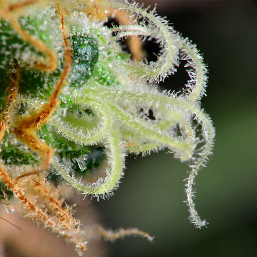 Close-up of a cannabis indica trichomes