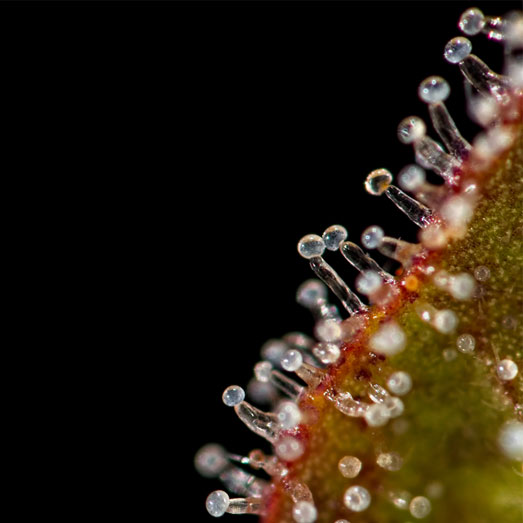 Macro close-up of trichomes on leaf of a female cannabis indica plant