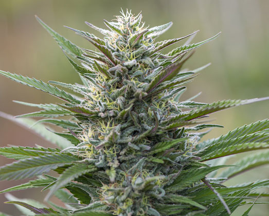 Widow cannabis plant.
