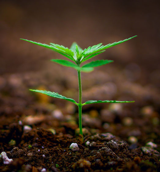 Autoflowering seeds can be grown indoors or outdoors.