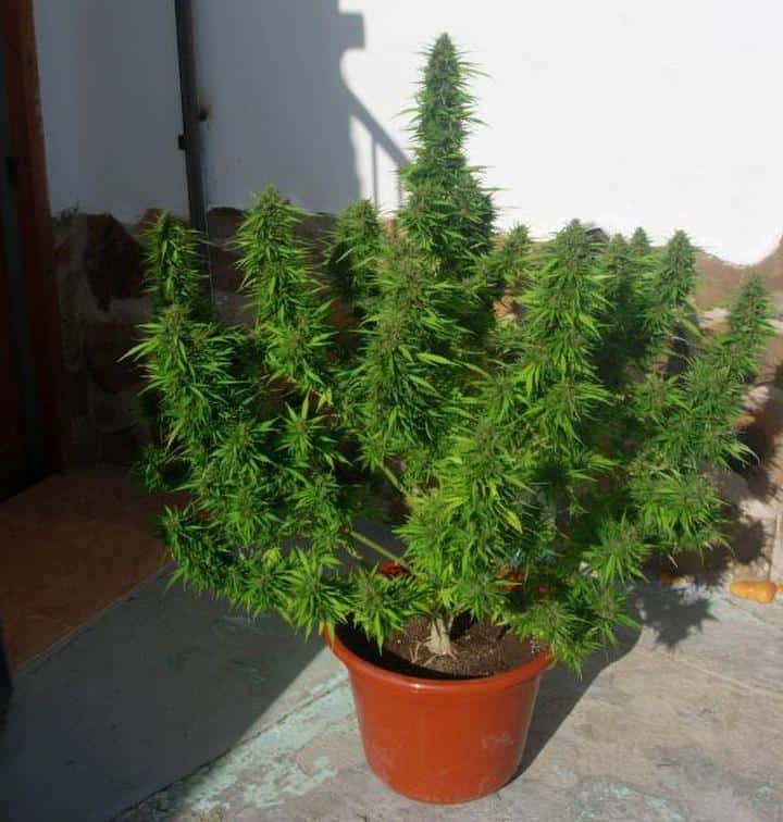 How big should the pot be for an autoflowering cannabis plant.