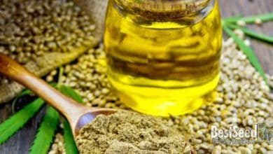 The Difference Between Hemp And CBD Oil