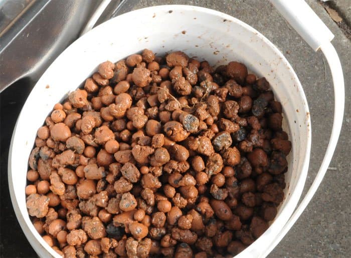 How To Prepare And Reuse Hydroponic Clay Pebbles