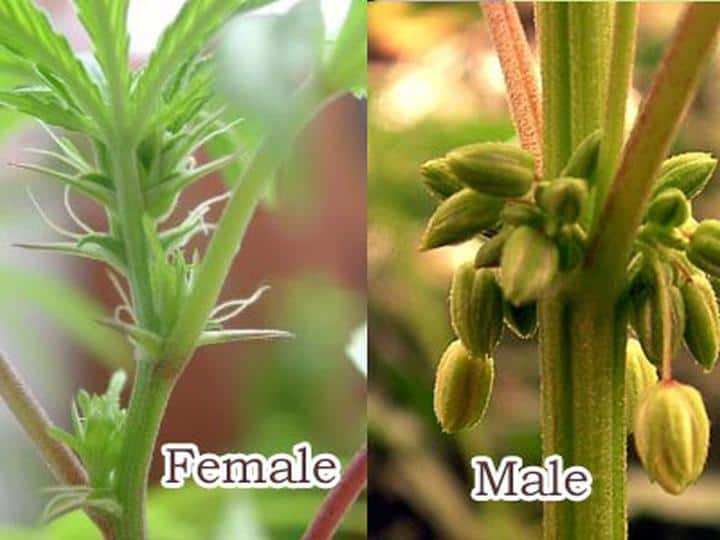 Difference Between Male And Female Plants