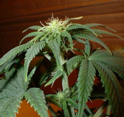 cannabis 3 weeks into flower