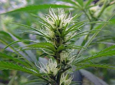 early female cannabis flowering