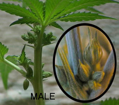 Male Cannabis Pre-Flowers