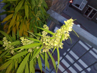 male marijuana flower