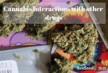 Cannabis Interactions with other drugs
