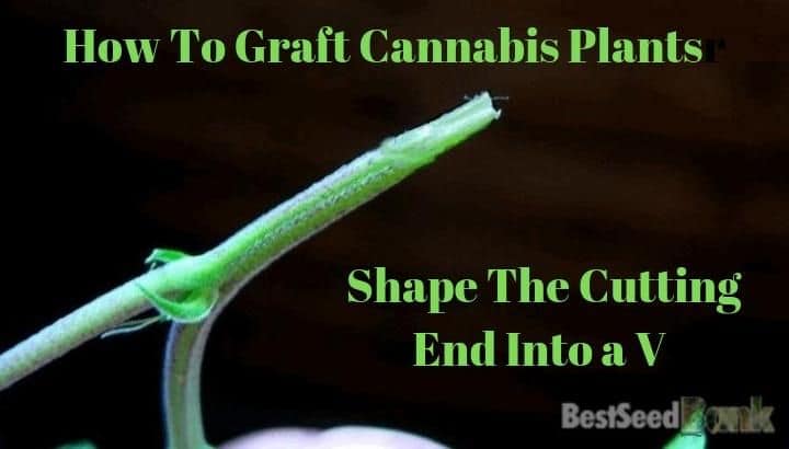 How To Graft Cannabis Plants shape the cutting end into a v