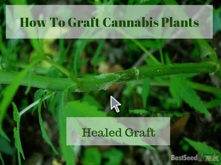 healed cannabis graft