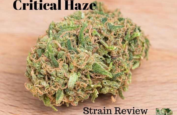 critical haze strain review