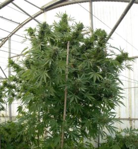 moby dick cannabis strain grown in greenhouse
