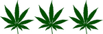 cannabis leaf cannabis seeds