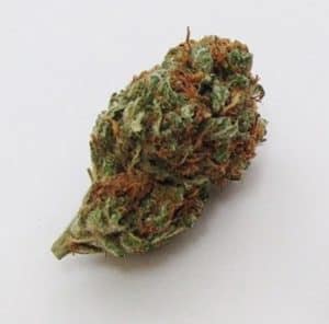 Grapefruit Cannabis bud