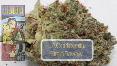L A Confidential Strain Review