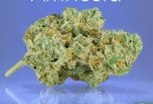 Amnesia Cannabis Strain Review