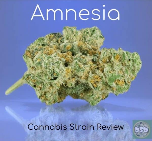 amnesia strain amsterdam