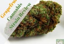 Grapefruit Cannabis Strain Review