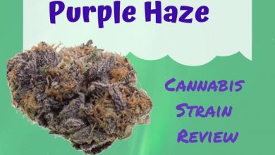 Purple Haze Cannabis Strain Review