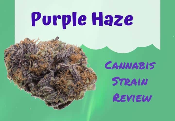 Purple Haze Cannabis Strain Review