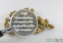 The World Health Organization recognizes the medical benefits of cannabis