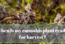 When is my cannabis plant ready for harvest?