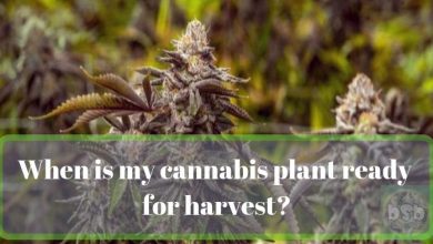 When is my cannabis plant ready for harvest?