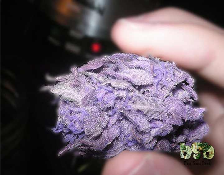 purple haze dried bud