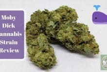 Moby Dick Cannabis Strain Review