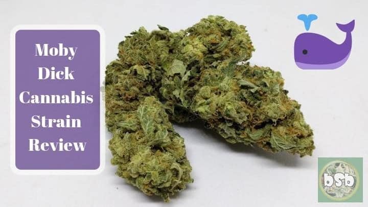 Moby Dick Cannabis Strain Review