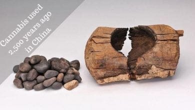 Cannabis used 2,500 years ago in China